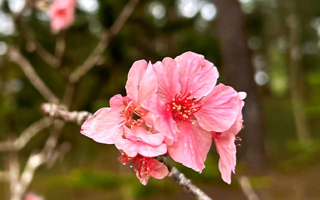 Cherry Blossom in Baguio